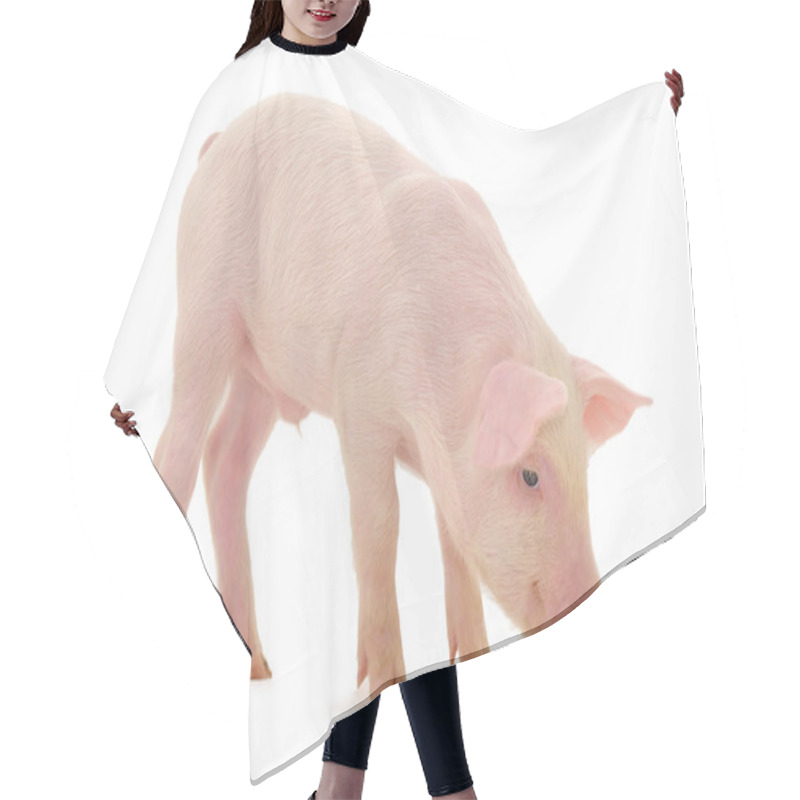 Personality  Pig Who Is Represented On A White Background Hair Cutting Cape