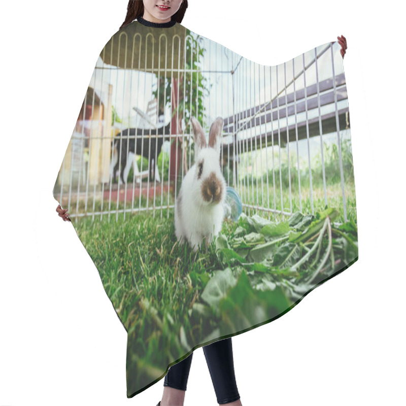 Personality  Cute Little Bunny Eats Salad In An Outdoor Compound. Green Grass, Spring Time.  Hair Cutting Cape