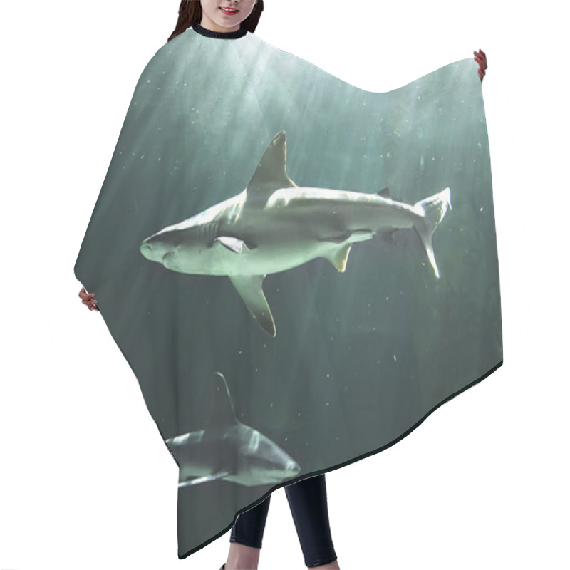 Personality  Huge Bull Shark Swimming Hair Cutting Cape