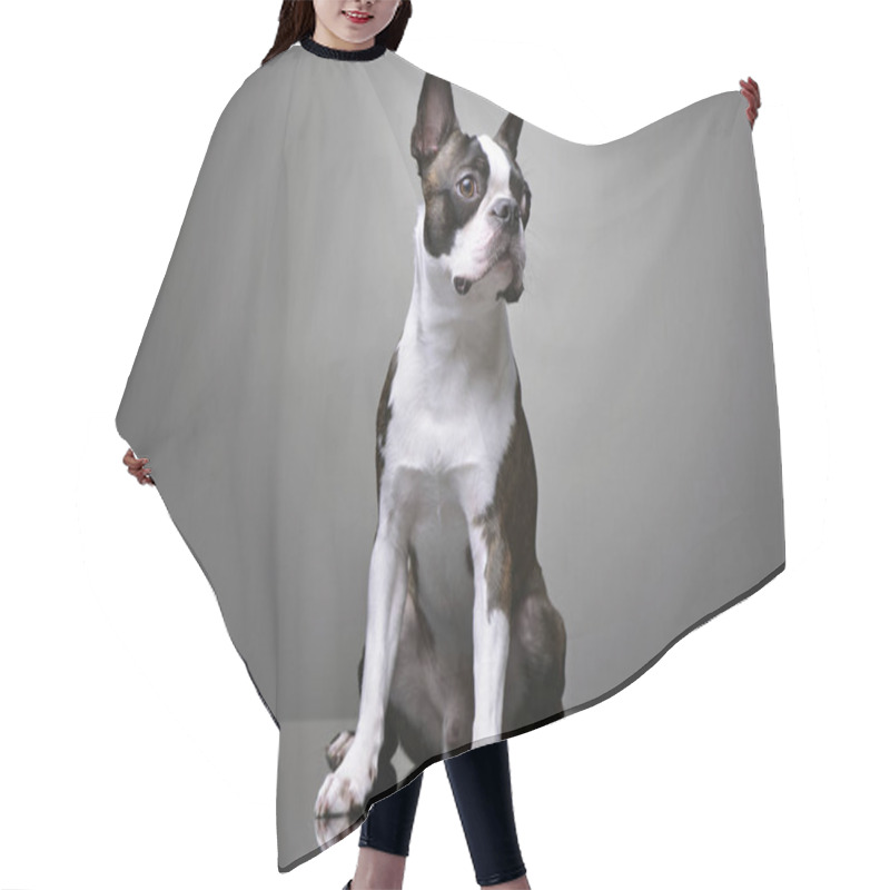 Personality  Studio Shot Of An Adorable Boston Terrier Sitting On Grey Background. Hair Cutting Cape