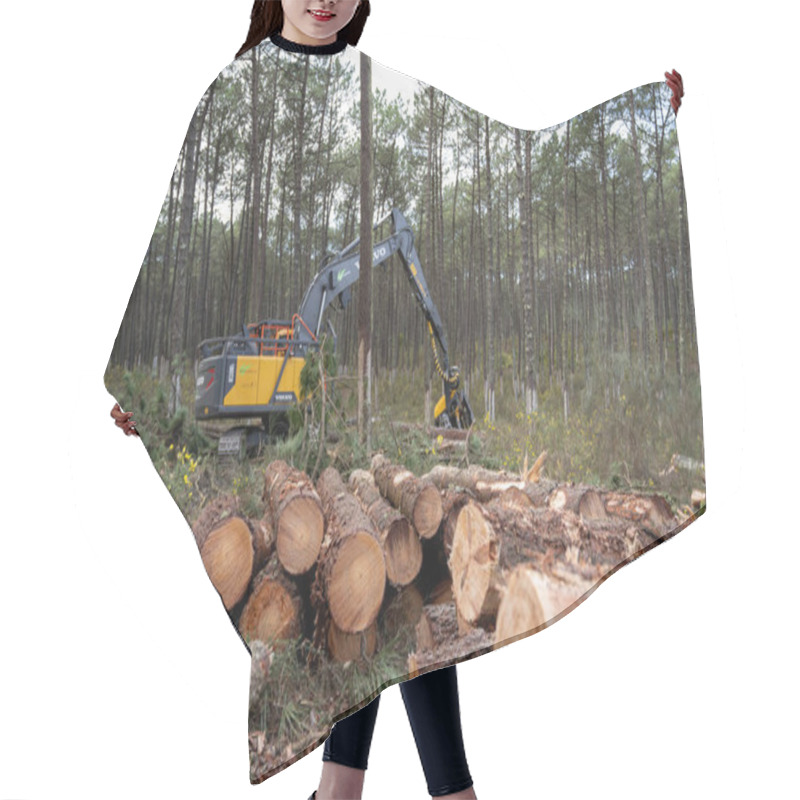 Personality  OVAR, PORTUGAL - 17 FEBRUARY 2022: Pine Forest Felling In The Forest Perimeter Of Dunas De Ovar, Portugal Hair Cutting Cape