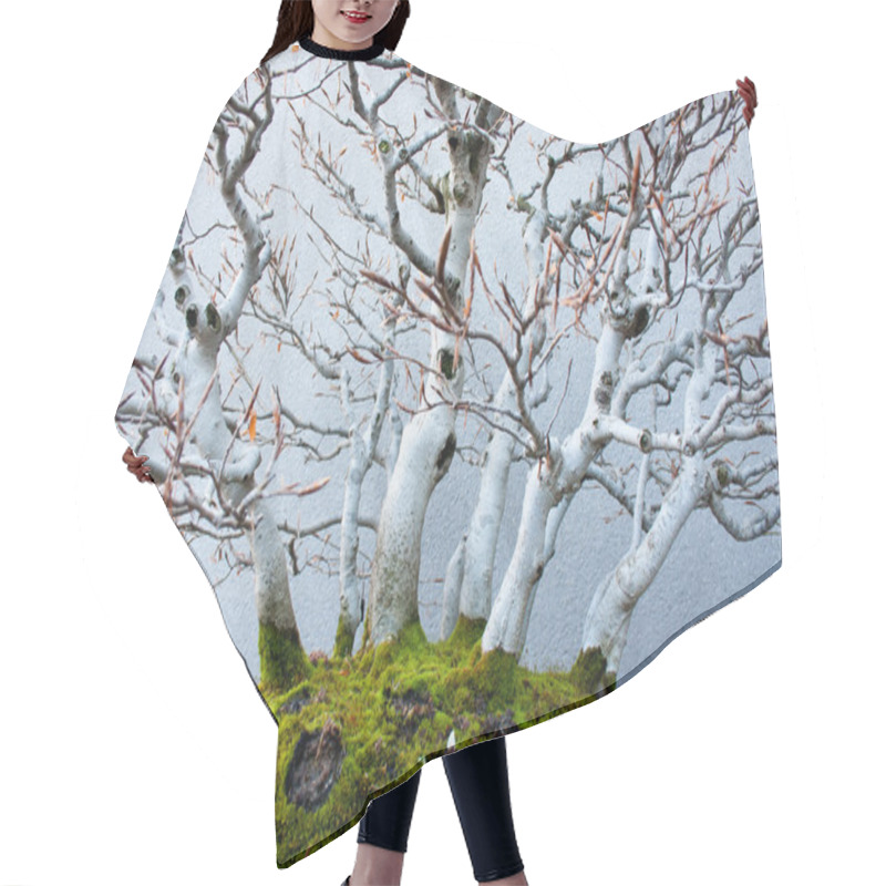 Personality  Beech Bonsai Hair Cutting Cape