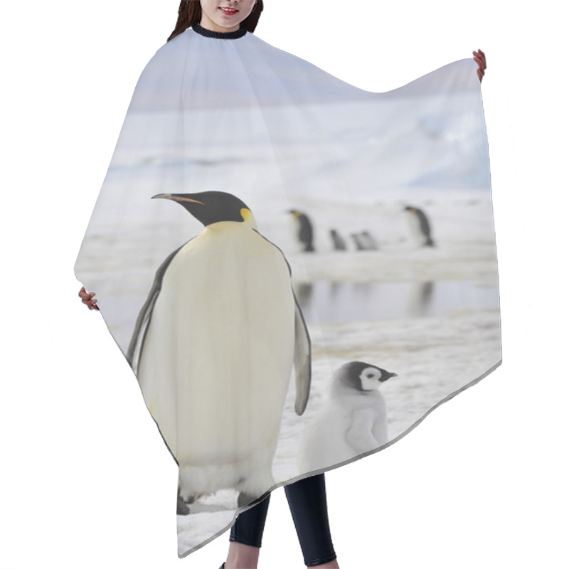 Personality  Emperor Penguins With Chick Hair Cutting Cape