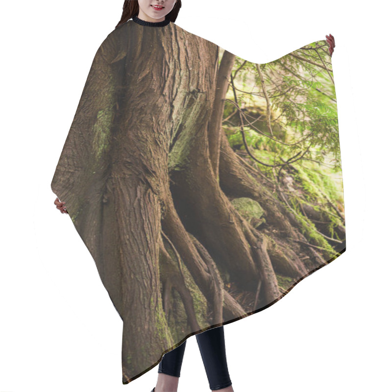 Personality  Red Cedar Tree Trunk And Roots In A Forest Hair Cutting Cape