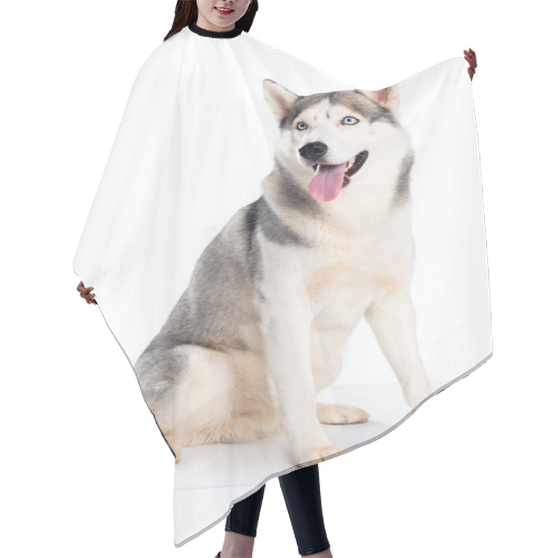 Personality  Studio Shot Of Siberian Husky Dog, Isolated On White  Hair Cutting Cape