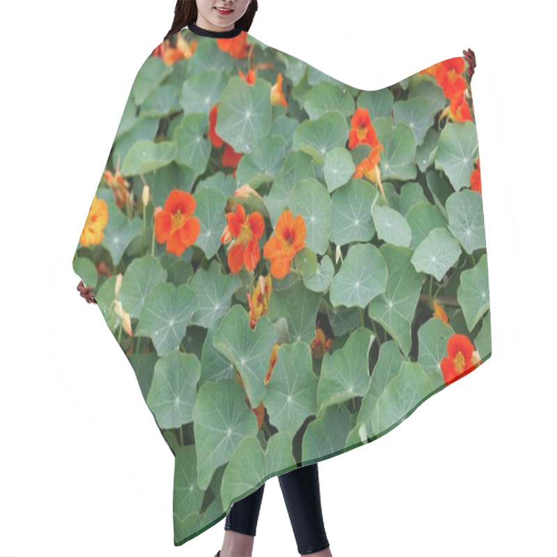 Personality  Red Flowers Of Garden Nasturtium, Tropaeolum Majus, With Leaves.  Hair Cutting Cape