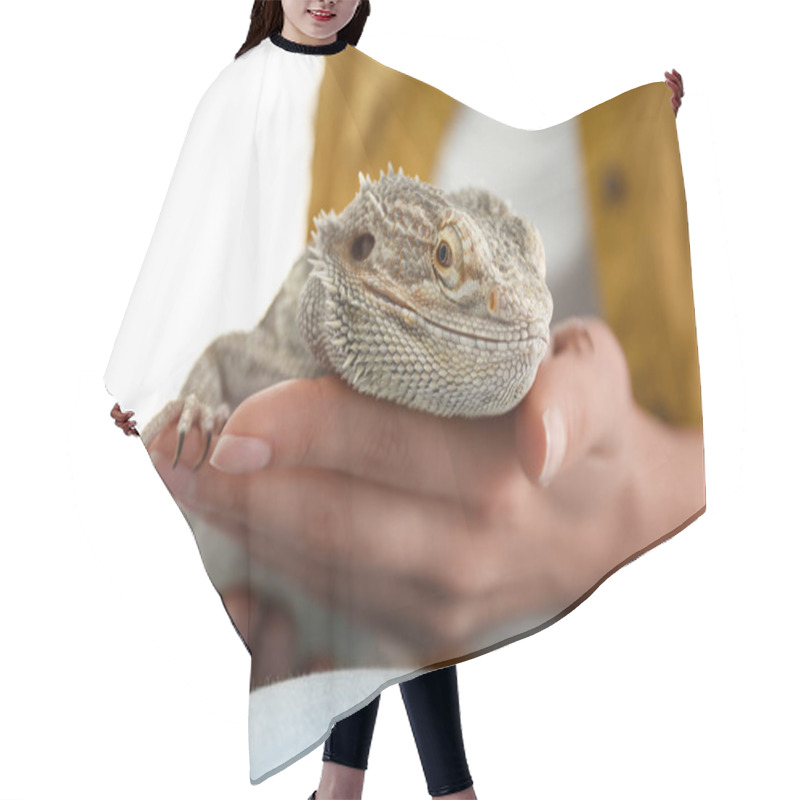 Personality  Young Woman With Bearded Lizard At Home, Closeup. Exotic Pet Hair Cutting Cape