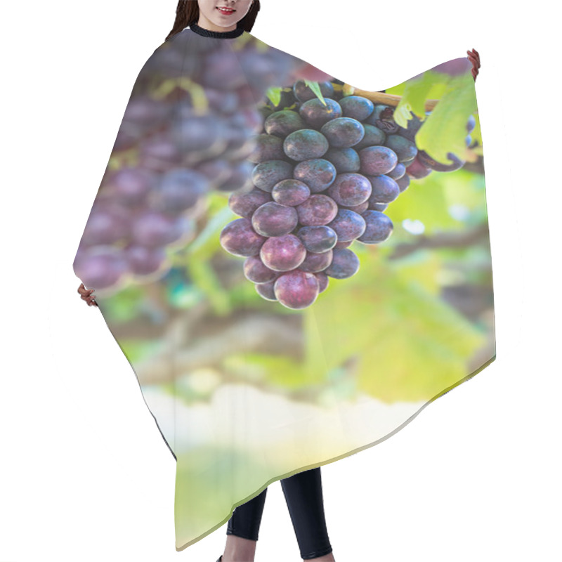 Personality  Purple Grape Fruit Hair Cutting Cape