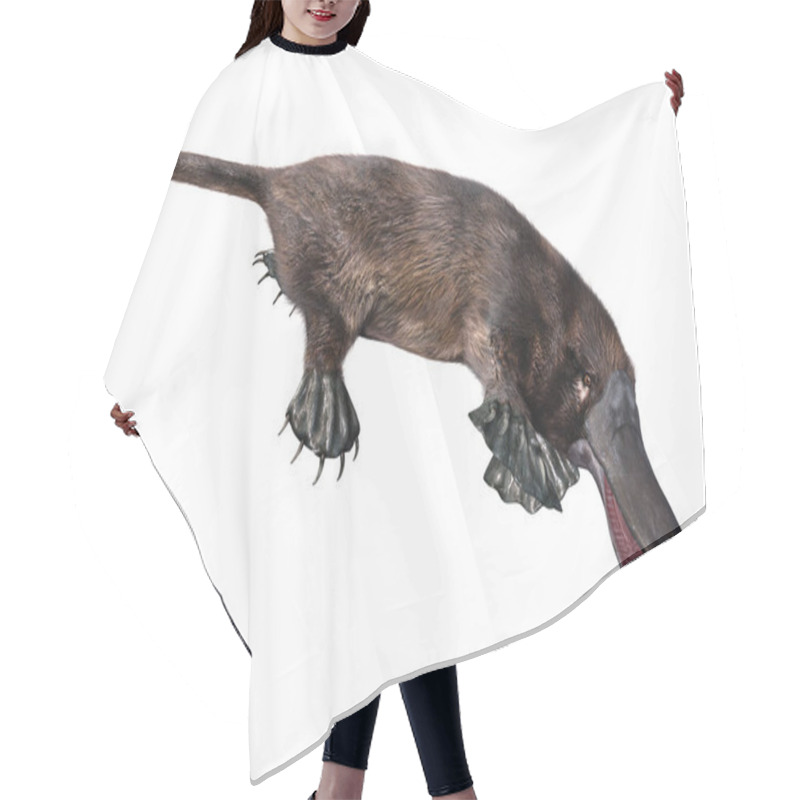 Personality  3D Rendering Platypus On White Hair Cutting Cape