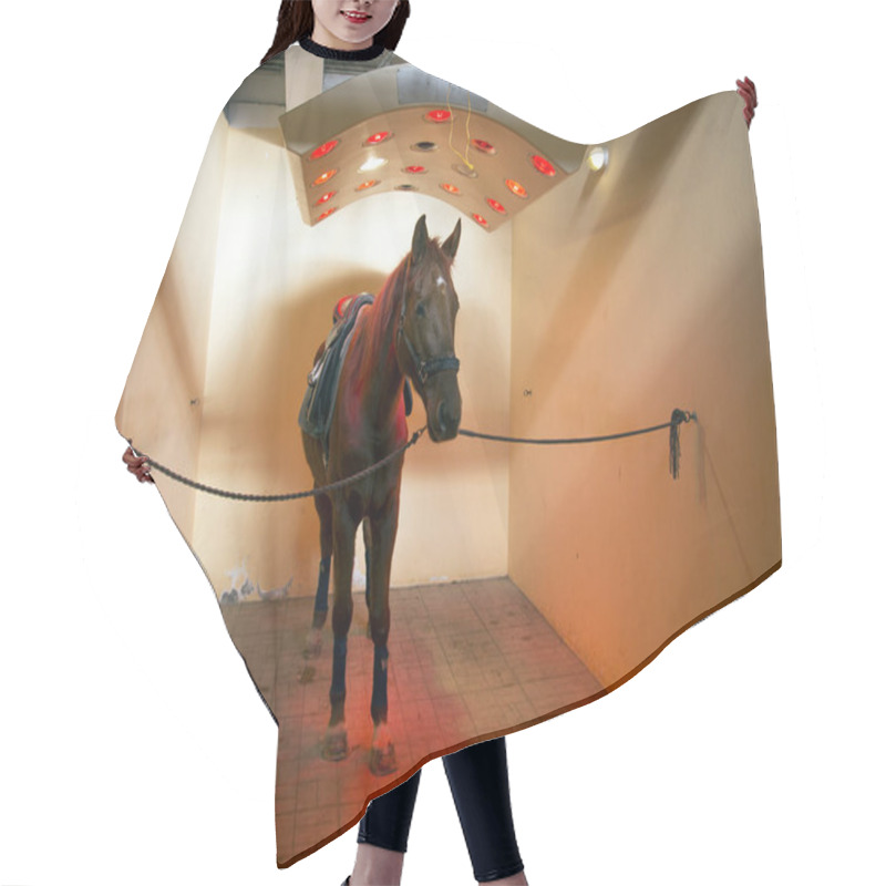 Personality  Thoroughbred Stallion Enjoy Equine Solarium On Animal Farm Rural Scene Hair Cutting Cape