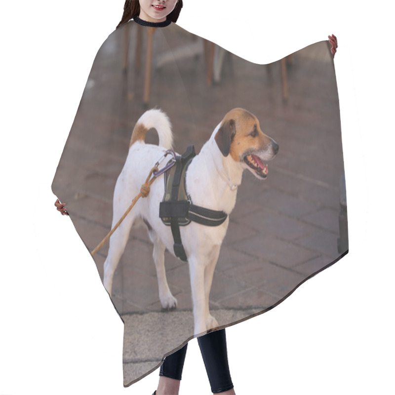 Personality  Jack Russell Terrier Wearing Harness Hair Cutting Cape