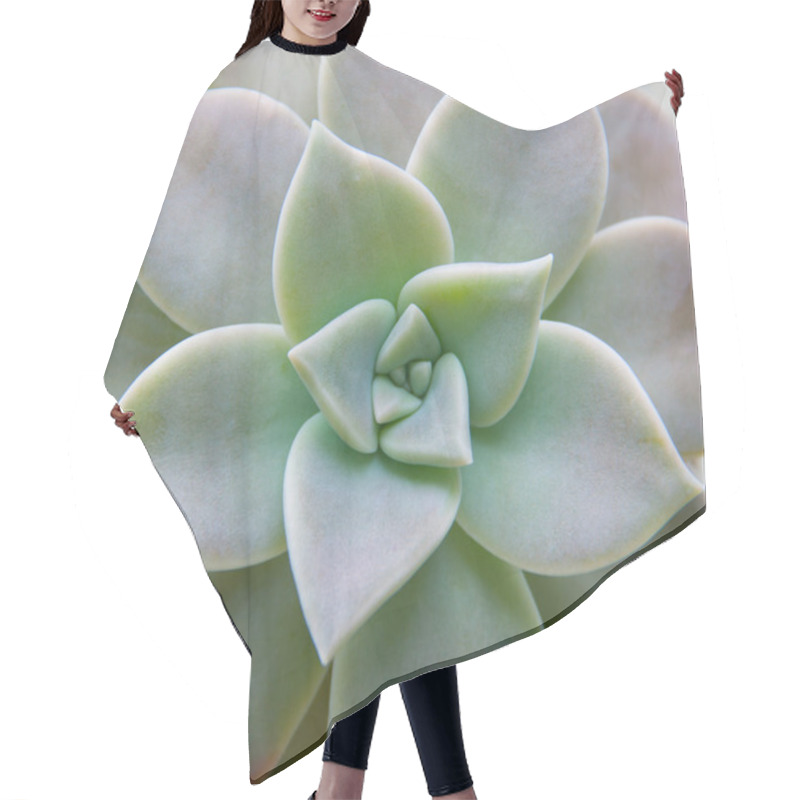 Personality  Cactus, Succulent Plants Hair Cutting Cape