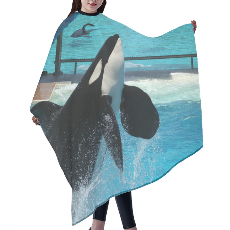 Personality  A Killer Whale Breaches In An Oceanarium Show Hair Cutting Cape