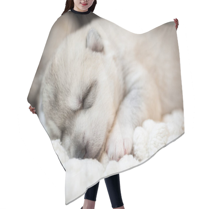 Personality  Cute Husky Puppy Sleeping On A White Background Hair Cutting Cape