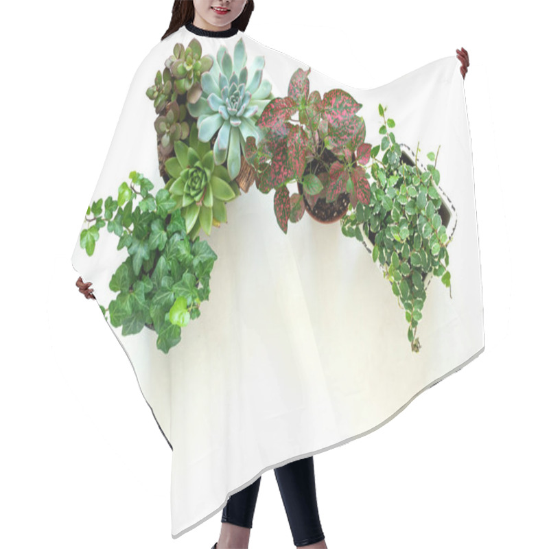 Personality  Flat Lay Banner Copy Space Frame Of Trending Collection Of Various Indoor Plants And Succulents White Background Hair Cutting Cape