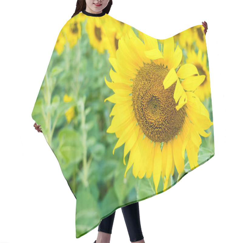 Personality  A Sunflower Field Captured In Perfect Detail, Highlighting The Brightness And Vivid Colors Of Each Blooming Flower Hair Cutting Cape