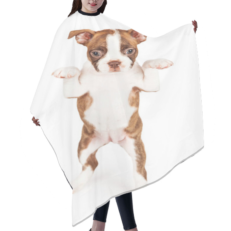 Personality  Boston Terrier Puppy Standing Up Hair Cutting Cape