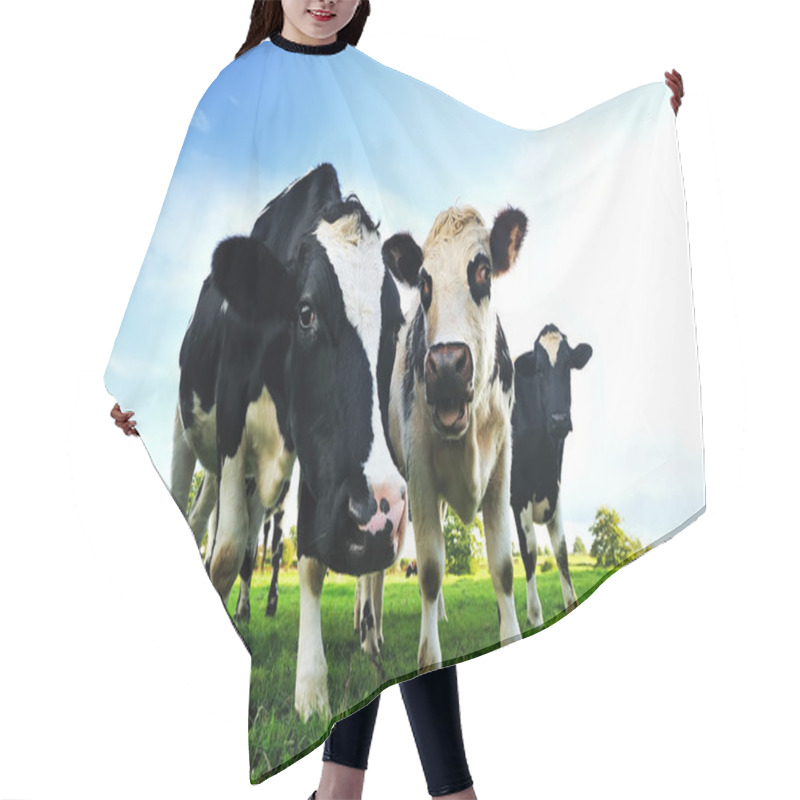 Personality  Cows In A Green Field In France Hair Cutting Cape