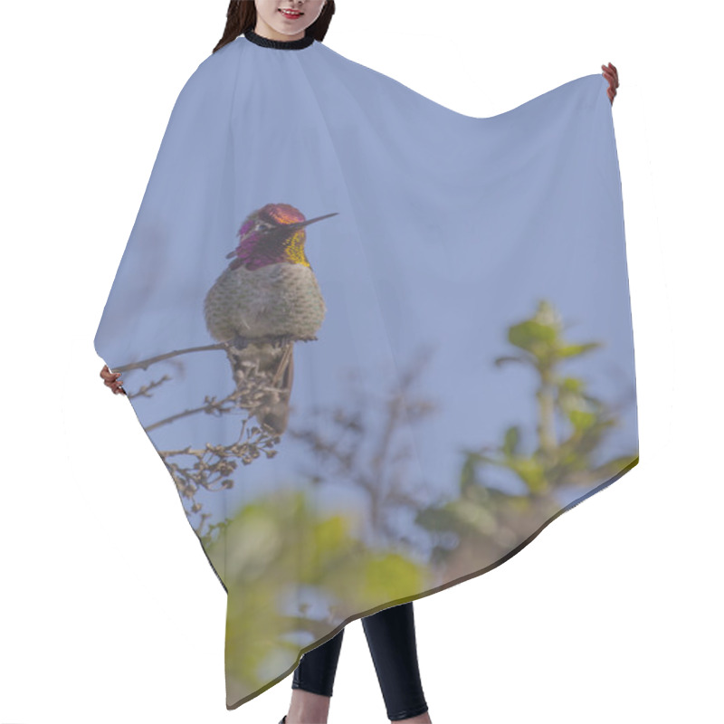 Personality  Allen's Hummingbird Hair Cutting Cape