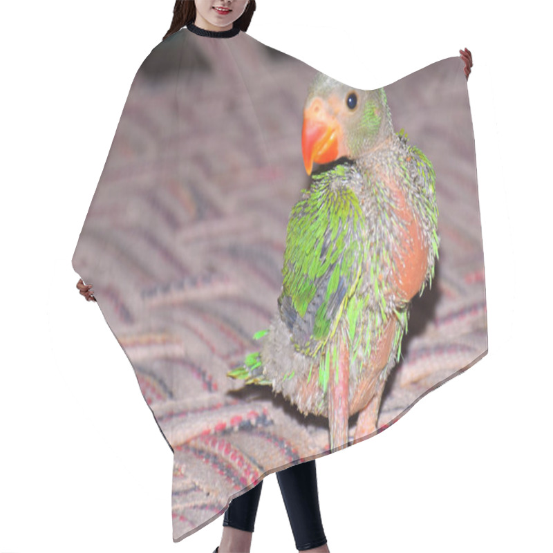 Personality  Cute Indian Ring-neck Baby Parrot On The The Bed. Hair Cutting Cape