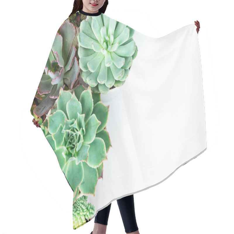 Personality  Mix Of Echeveria And Sedum Succulent Flowering Plants Houseplant Top View Background Hair Cutting Cape