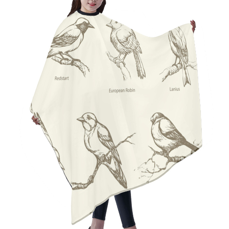 Personality  Vector Set Of Birds: Bullfinch, Redstart, Nuthatch, Flycatcher, Hair Cutting Cape