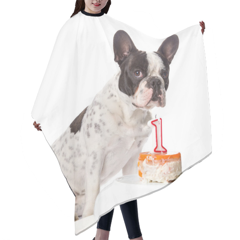 Personality  French Bulldog On His First Birthday Hair Cutting Cape