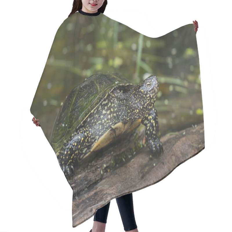 Personality  Closeup Of A European Pond Turtle Sunbathing On A Piece Of Wood In A Pond Hair Cutting Cape