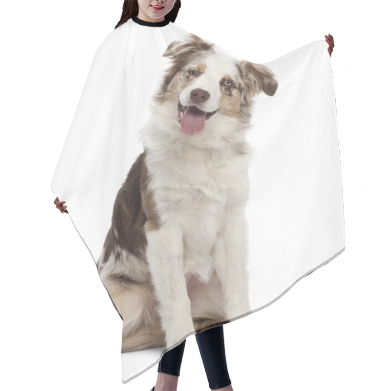 Personality  Australian Shepherd Puppy, 6 Months Old, Sitting Against White Background Hair Cutting Cape