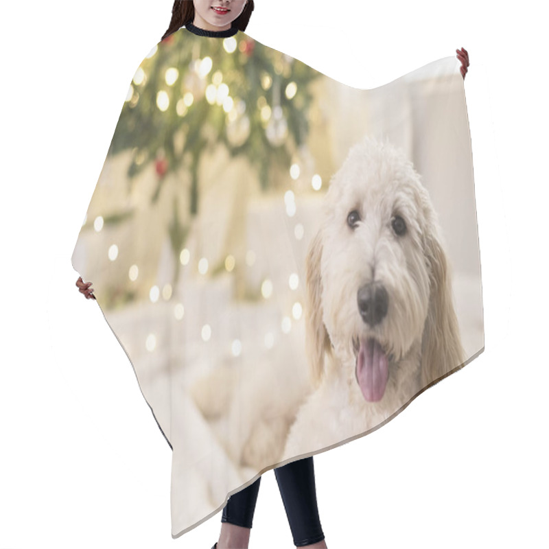 Personality  Close Up Of Dog Laying Down In Front Of Christmas Tree Hair Cutting Cape