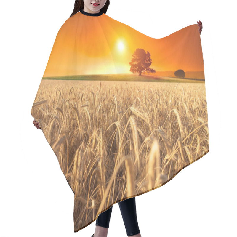 Personality  Wooden Board Table In Front Of Wheat Field On Sunset Light. Ready For Product Display Montages Hair Cutting Cape