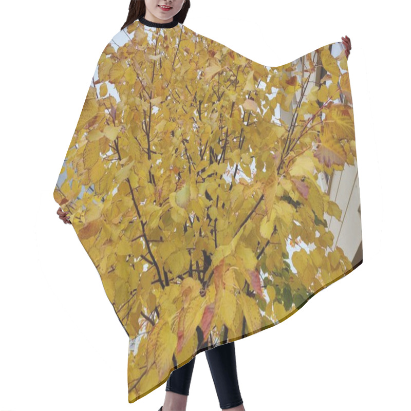 Personality  Golden Autumn Leaves With Dark Speckles, Representing The Passage Of Time And Nature's Imperfections, As A Metaphor For Beauty In Flaws And Seasonal Transformation Amidst The Warm Glow Of Fall Hair Cutting Cape