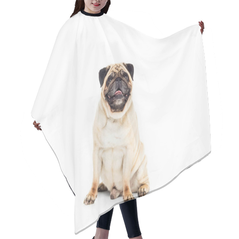 Personality  Cute Pug Dog Hair Cutting Cape