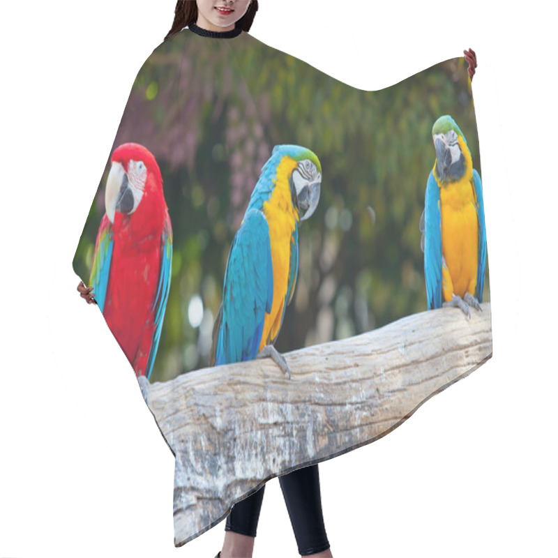 Personality  Scarlet Macaw Hair Cutting Cape