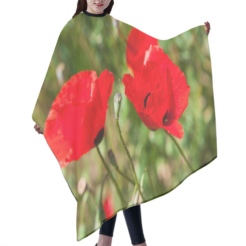 Personality  Close-up Of Red Poppy Flowers In Summer Hair Cutting Cape