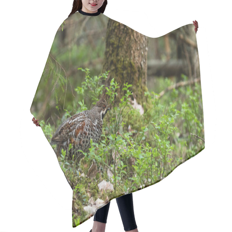 Personality  A Male Hazel Grouse, Tetrastes Bonasia In A Green, Lush And Old Boreal Forest During Spring Breeding Season In Estonia, Northern Europe. Hair Cutting Cape