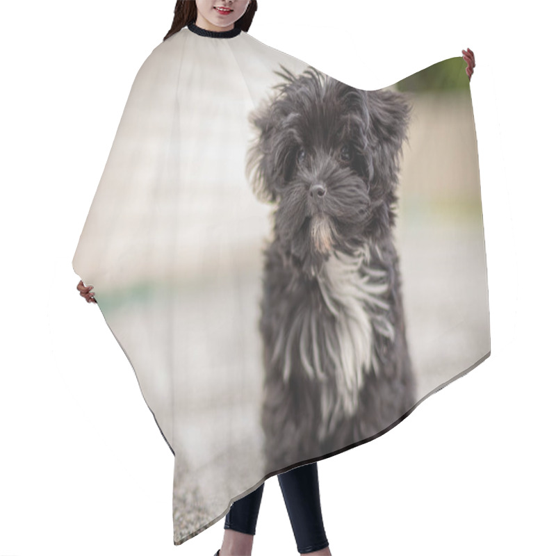 Personality  A Bolonka Zvetna Puppy Posing In Front Of The Camera Hair Cutting Cape