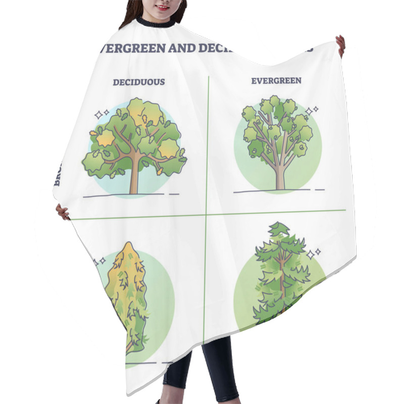 Personality  Evergreen Trees Vs Deciduous Plants With Seasonal Leaves Outline Diagram. Labeled Educational Scheme With Biological Green Forest Division Into Fir Confers Or Broadleaved Wood Vector Illustration. Hair Cutting Cape