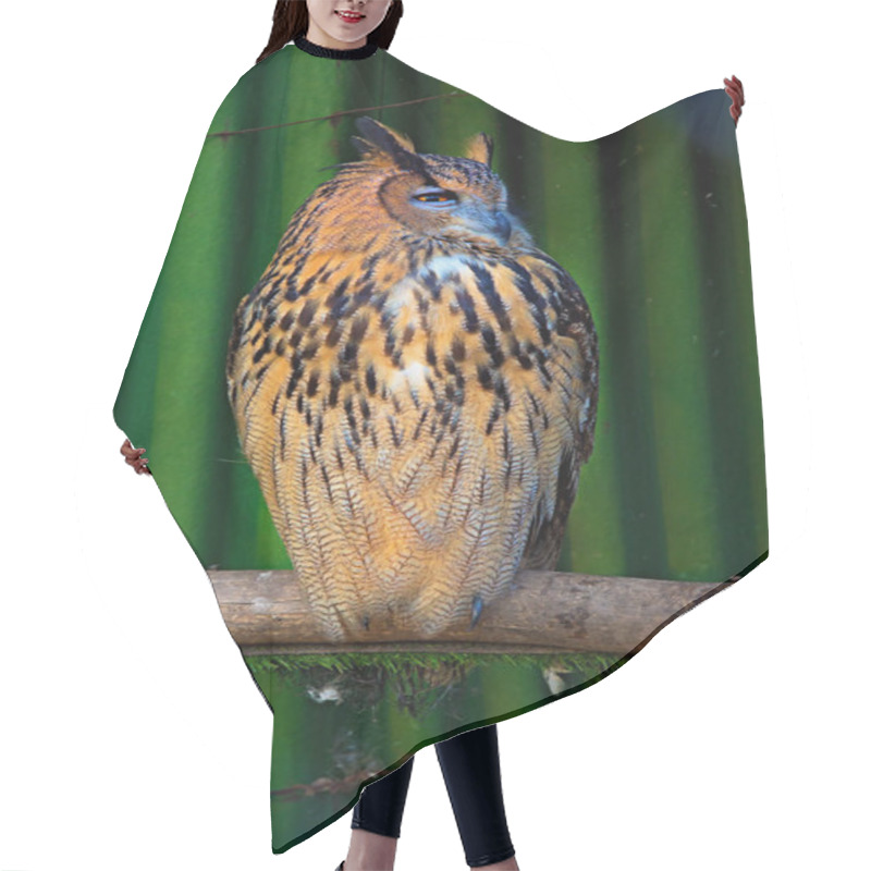 Personality  Big Beautiful Owl Sitting On A Branch. Unblinking Eyes. Hair Cutting Cape