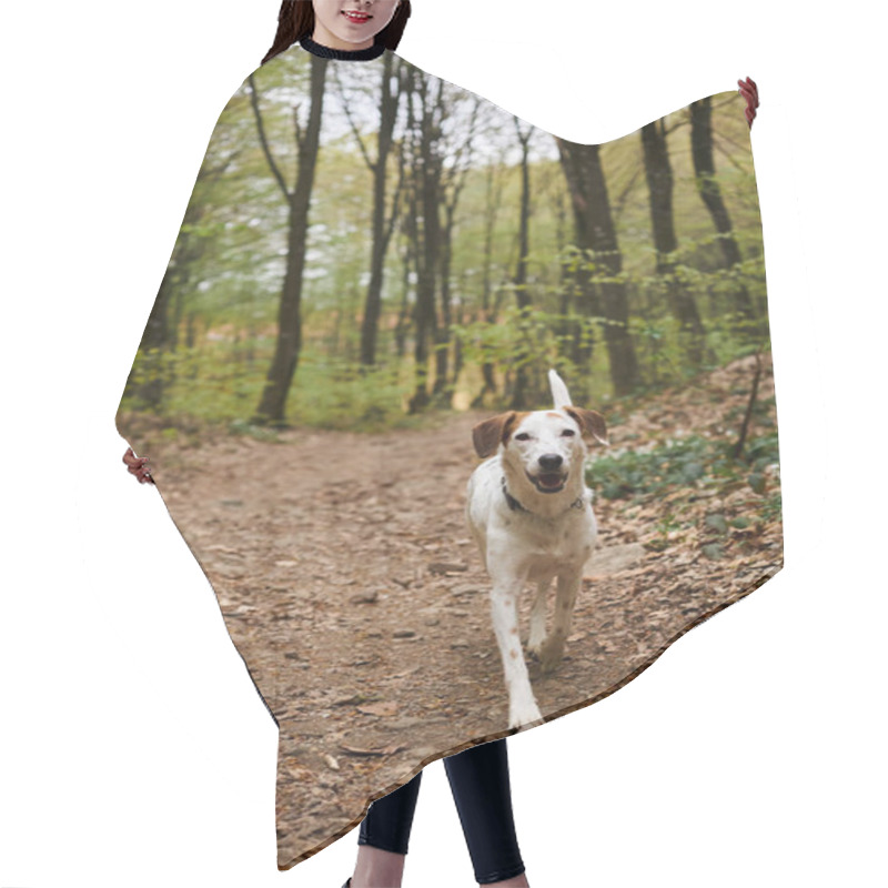 Personality  Image Of Active White Dog Running In Forest. Nature Photo Of Pets, Pet In Fall Woods Hair Cutting Cape