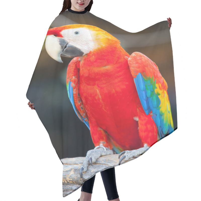 Personality  Scarlet Macaw Hair Cutting Cape