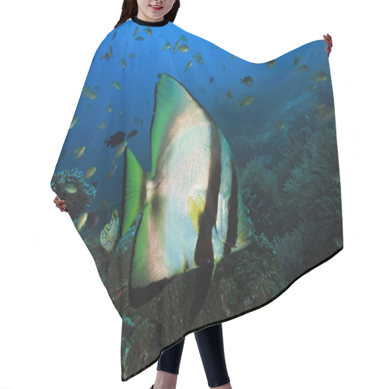 Personality  Shaded Batfish Over A Coral Reef Hair Cutting Cape