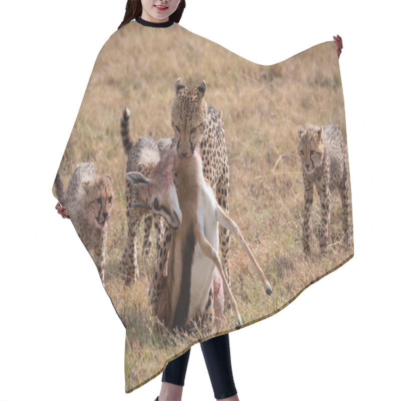 Personality  Cheetah Drags Thomson Gazelle With Three Cubs Hair Cutting Cape