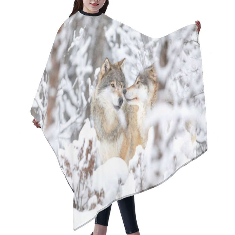 Personality  Two Beautiful Wolves In The Forest A Snowy Day At Winter Hair Cutting Cape