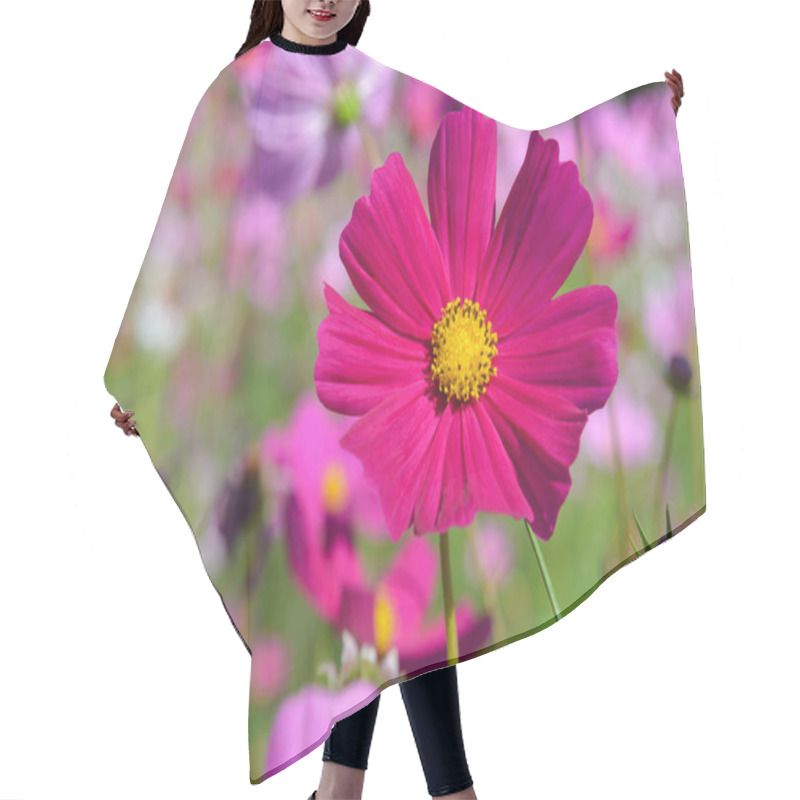 Personality  Purple Cosmos Flowers Blooming In The Garden Hair Cutting Cape