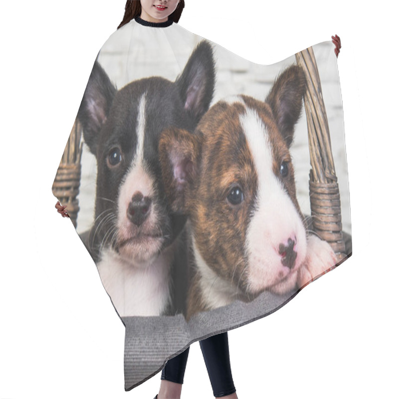 Personality  Two Funny Small Babies Basenji Puppies Dogs Hair Cutting Cape