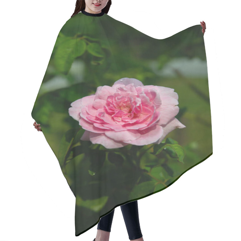 Personality  Pink Rose Blooming In Natural Light Hair Cutting Cape