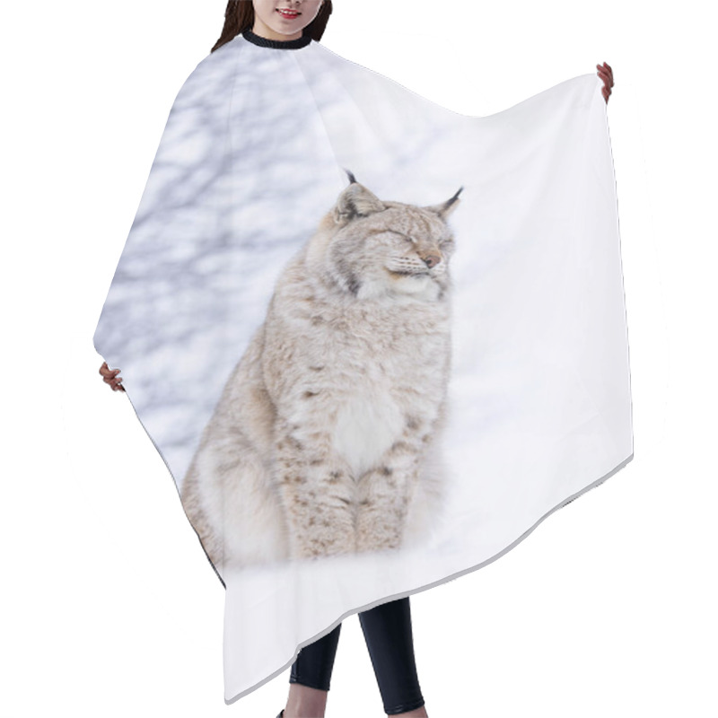 Personality  A Beautiful Lynx Sits Peacefully Amidst A Snowy, Serene Winter Landscape In Scandinavia. Its Fur Blends Into The Backdrop, Capturing The Essence Of Calm And Natural Beauty In The Wild. Hair Cutting Cape