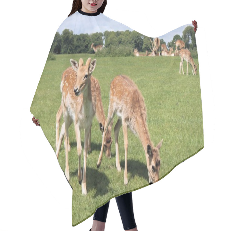 Personality  A Group Of Deer Animals Hair Cutting Cape