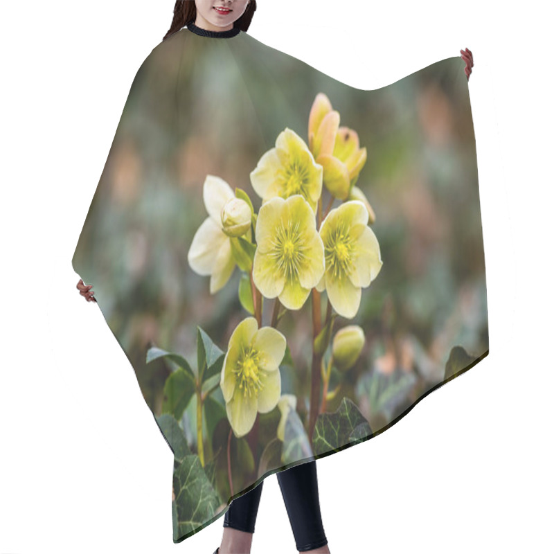 Personality  Flowering Helleborus Plants In Spring Forest. Hair Cutting Cape